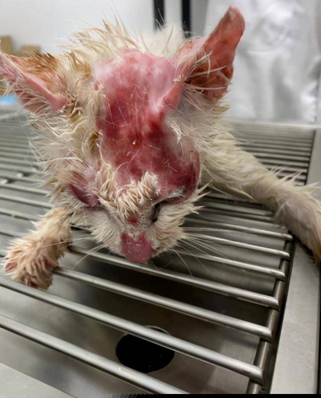 猫掉进火锅烫伤事件，惊魂一刻引发深思
