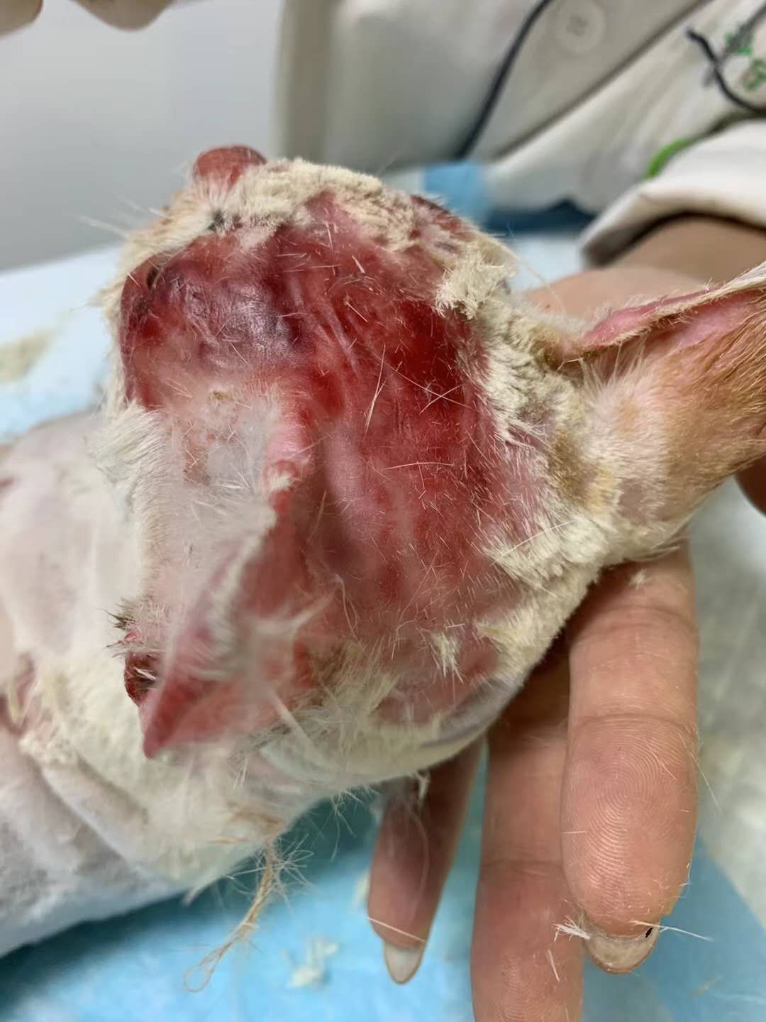 猫掉进火锅烫伤事件，惊魂一刻引发深思