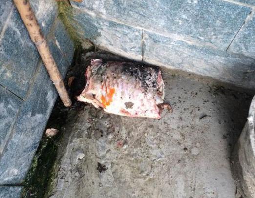 野猫从天而降掉进露天火锅，烫伤九人事件