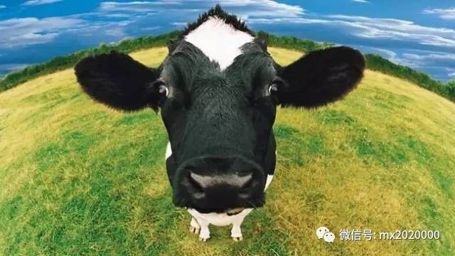 牛弹琴，印巴打起来后果很严重