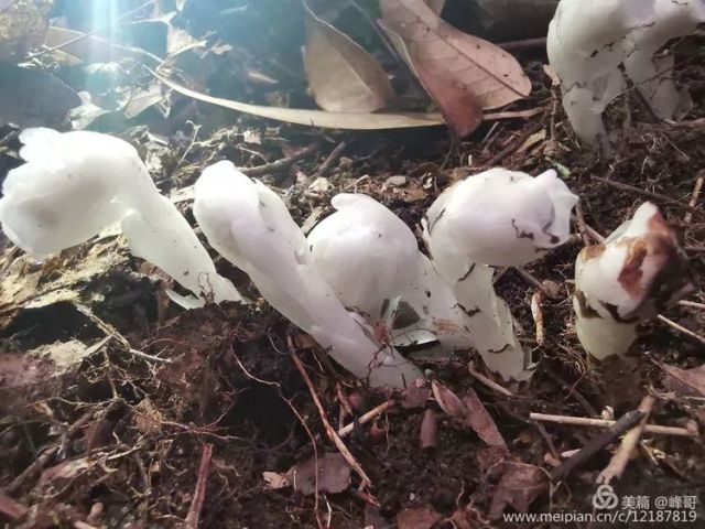 贵州发现罕见幽灵之花，自然奇迹的绽放