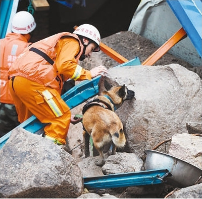 搜救8岁失联男童过程中2只搜救犬受伤