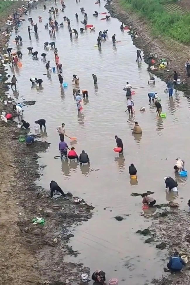 河南一地众人下河摸金现象揭秘，当地回应与公众热议