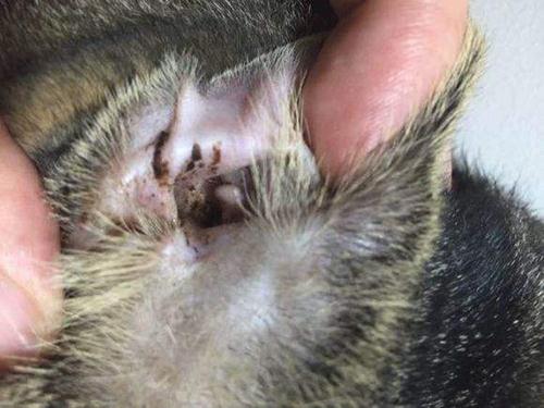 猫耳螨在体外存活多久，深度解析与应对指南