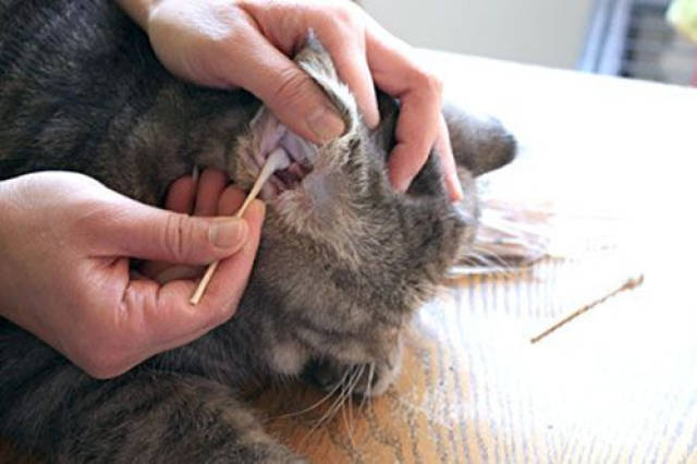 猫耳朵里的螨虫跑到人耳朵里会怎样？全面解析螨虫入侵的隐患
