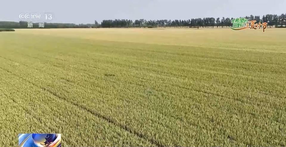 河南冰雹最新消息与小麦补贴，一线解读与关注