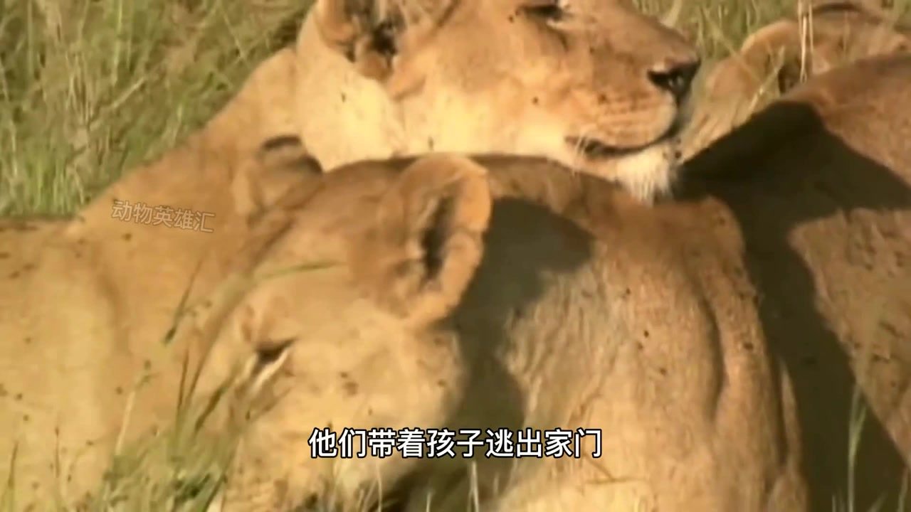 被自己养的狮子吃掉，一场荒诞而深刻的反思