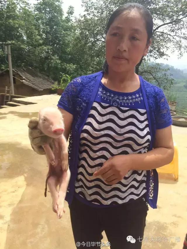 揭秘云南母猪生人，探寻神秘现象背后的真相