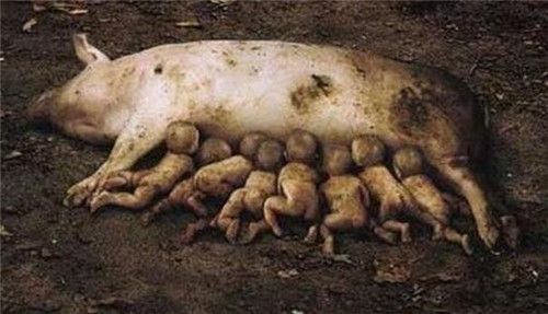 揭秘云南母猪生人，探寻神秘现象背后的真相