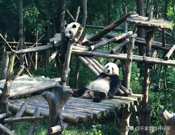 旅美大熊猫回国新闻，跨越重洋的归途之旅