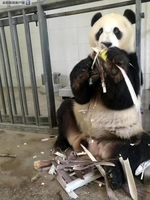 旅美大熊猫回国新闻，跨越重洋的归途之旅