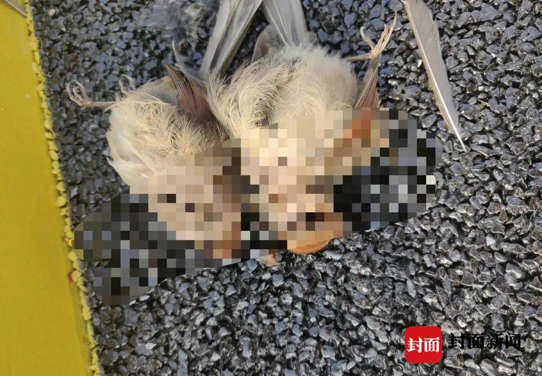 成都女子被伤害的真实情况