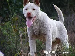 中国下司犬外网爆火，被称为中国狗王