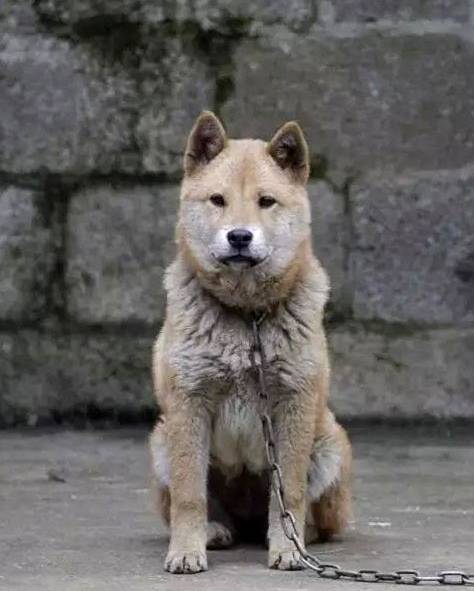 土犬霸气走红，获称最强阿尔法狗——网络时代的宠物新星