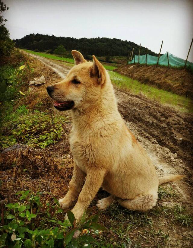 土犬霸气走红，获称最强阿尔法狗——网络时代的宠物新星