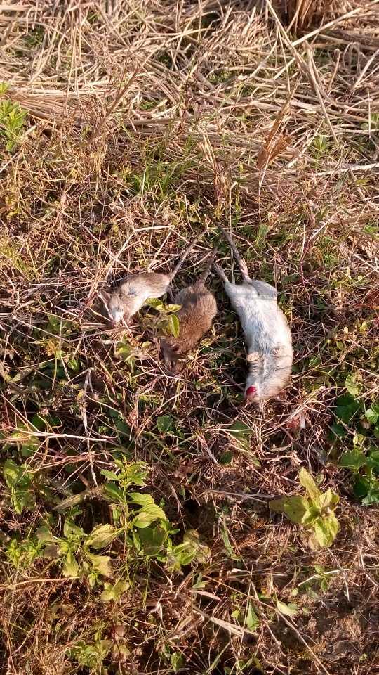 清远一田地老鼠泛滥，危害与应对策略