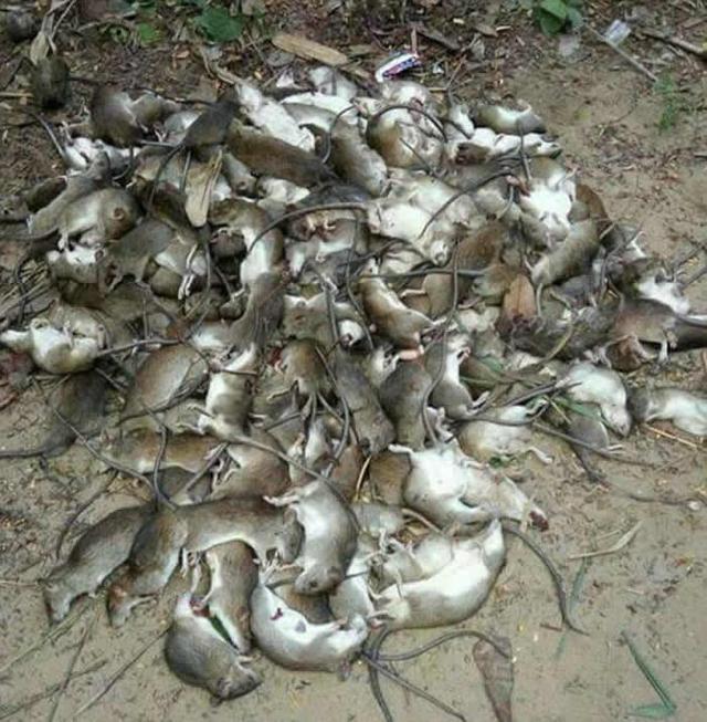 清远一田地老鼠泛滥，危害与应对策略