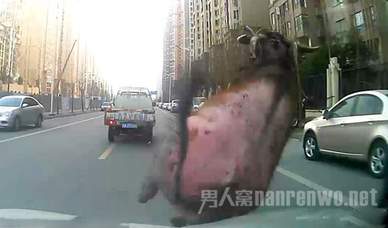 疯狂牛撞车事件，惊魂一刻的背后故事