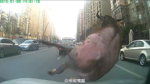 疯狂牛撞车事件，惊魂一刻的背后故事