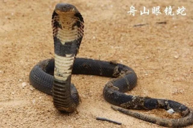 小区惊现2米滑鼠蛇，一次不寻常的偶遇