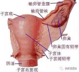 女子被切除子宫，背后的故事与深层思考