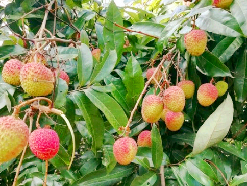 荔枝王种植宝典，一步步教你如何种植荔枝王