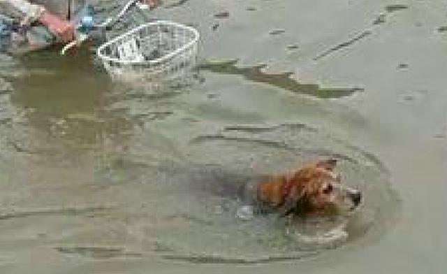 狗被水淹的紧急救援与应对