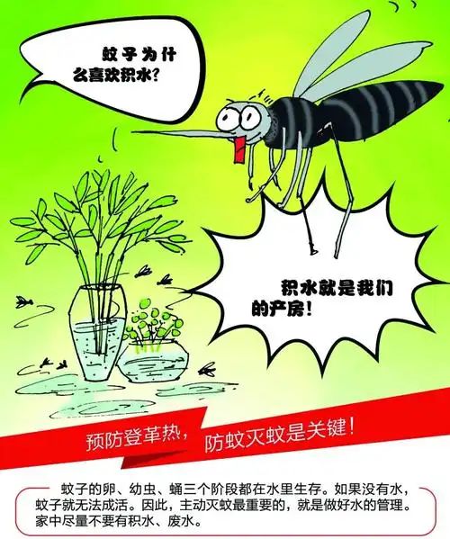 科学防蚊，远离蚊虫侵扰