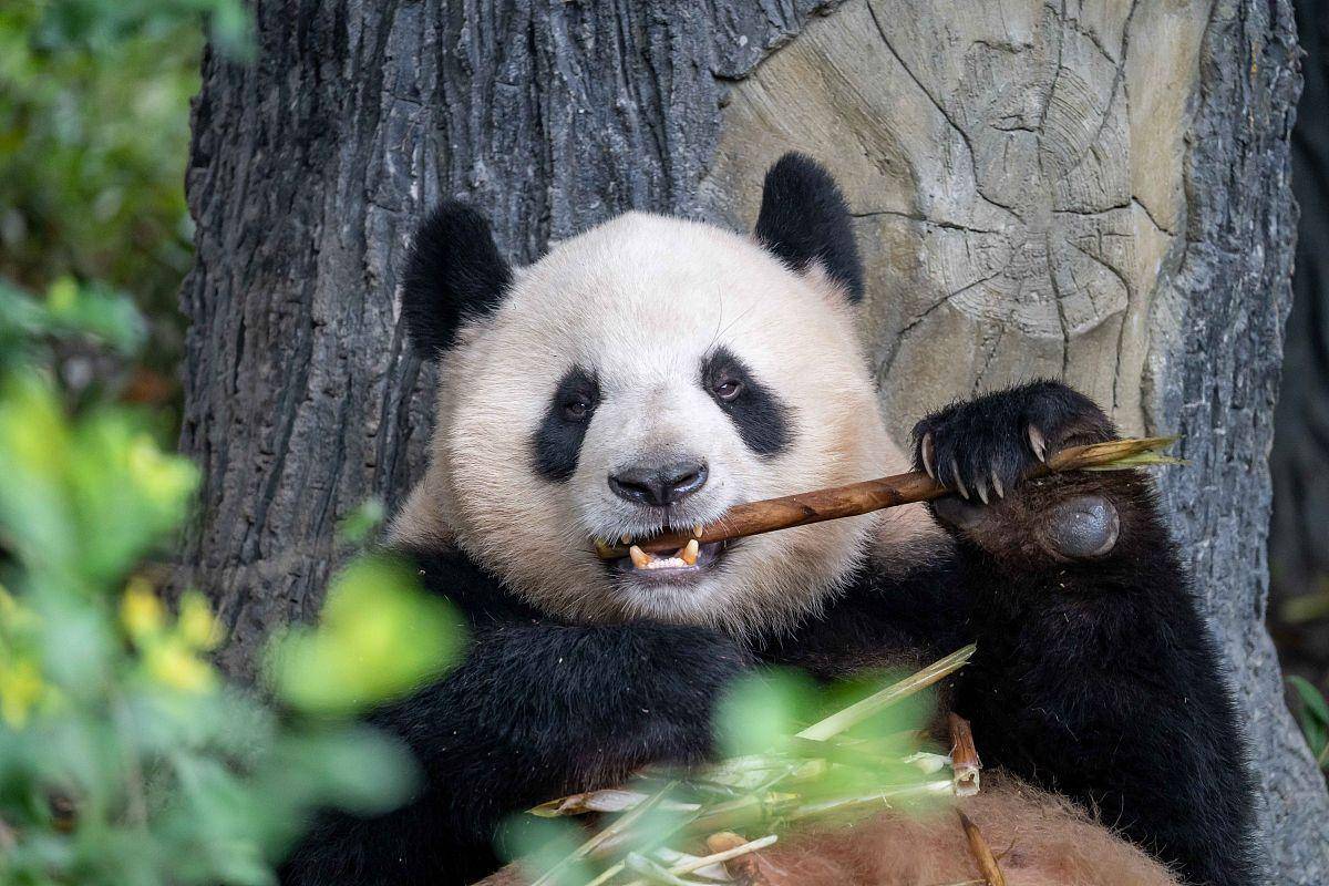 大熊猫吧，探寻萌态万千的国宝世界